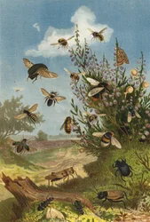 Vida de insectos en el brezo